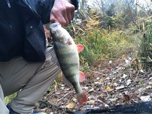 European Perch