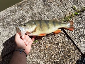 European Perch