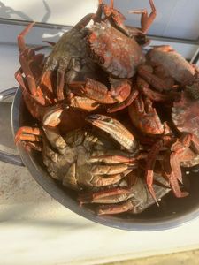 Velvet Swimming Crab