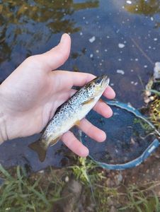 Brown Trout