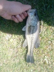 Largemouth Bass