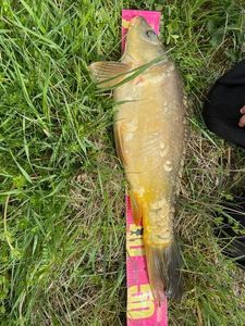 Mirror Carp