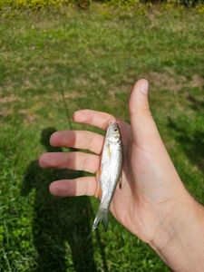 Roach