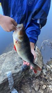 European Perch