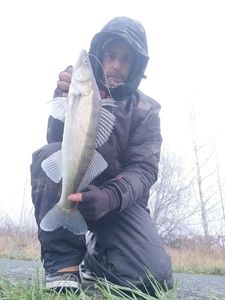 Zander