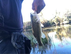 Largemouth Bass