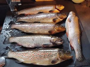Arctic Char