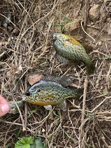 Green Sunfish