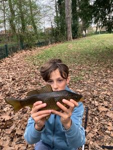 Common Carp