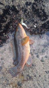 Ballan Wrasse