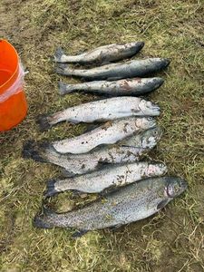Cutthroat Trout