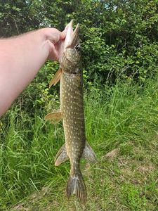 Northern Pike