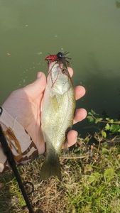 Largemouth Bass