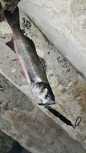 European Bass (Seabass)