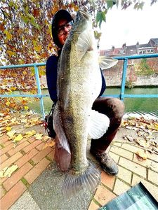 Zander