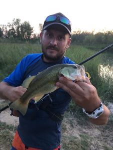 Largemouth Bass