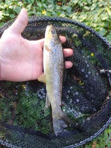 Brown Trout