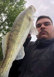 Zander