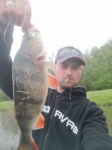 European Perch