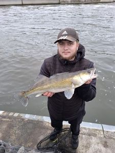 Zander