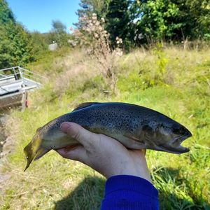 Brown Trout