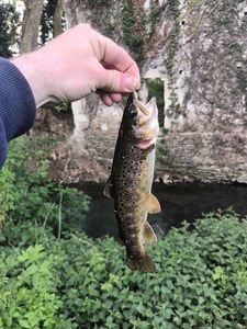 Brown Trout
