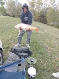 Common Carp