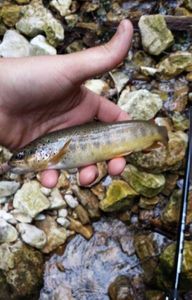 Brown Trout
