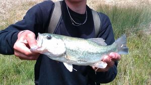 Smallmouth Bass