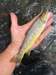 Brown Trout
