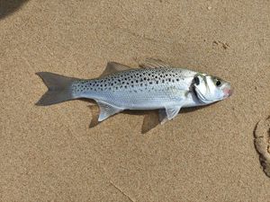 Spotted Seabass
