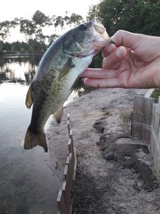 Largemouth Bass