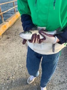 European Bass (Seabass)