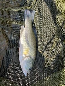 Largemouth Bass