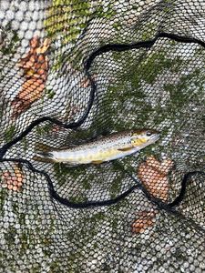 Rainbow Trout