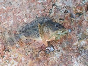 Brown Scorpionfish