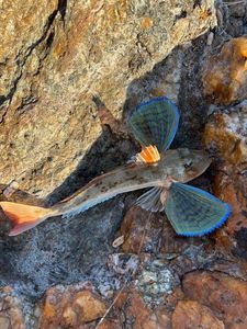Grey Gurnard