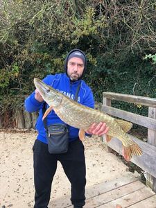 Northern Pike