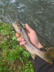 Brown Trout