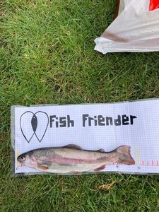 Rainbow Trout