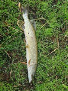 Northern Pike