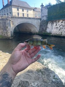 European Perch