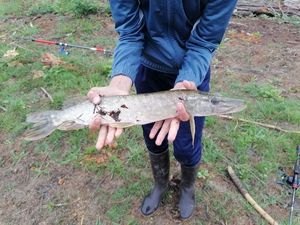 Northern Pike