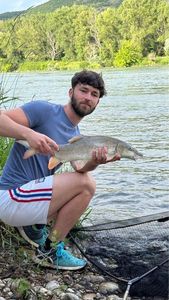 Barbel