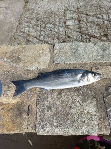 European Bass (Seabass)