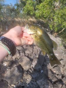 Largemouth Bass