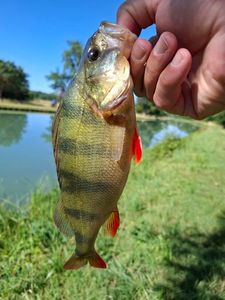 European Perch