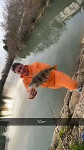 European Perch