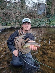 Brown Trout