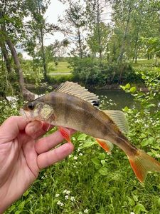 European Perch
